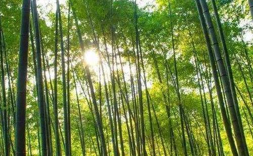十面埋伏的网赚世界~